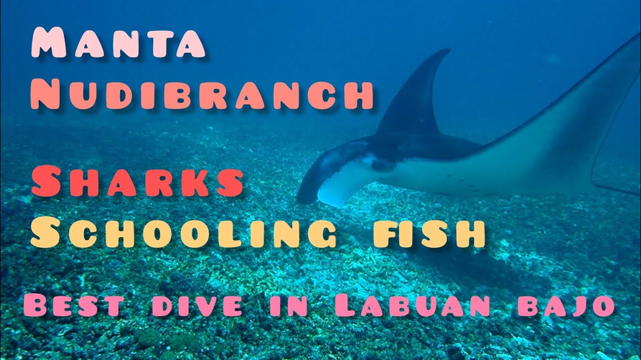 Spot diving terbaik di Labuan Bajo