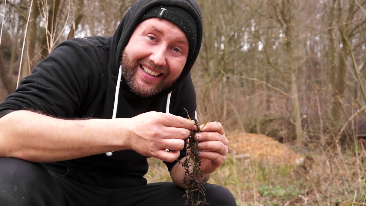 Das Leben der Gartenteiche