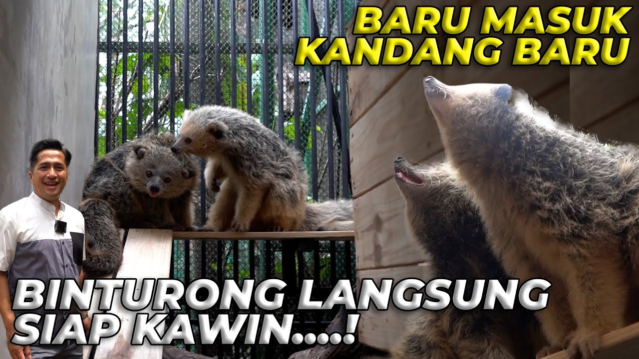 #119 PENDOPO | BUKAN KANDANG BIASA, BINTURONG GW PASTI BETAH DISINI..!