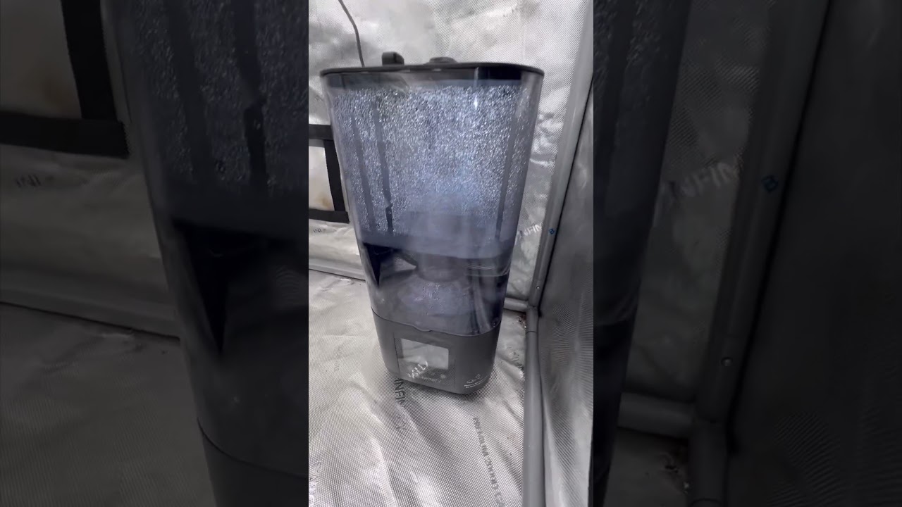 New run of zombie kush from ripper seeds in the new setup. Ready to emerge from the grave!