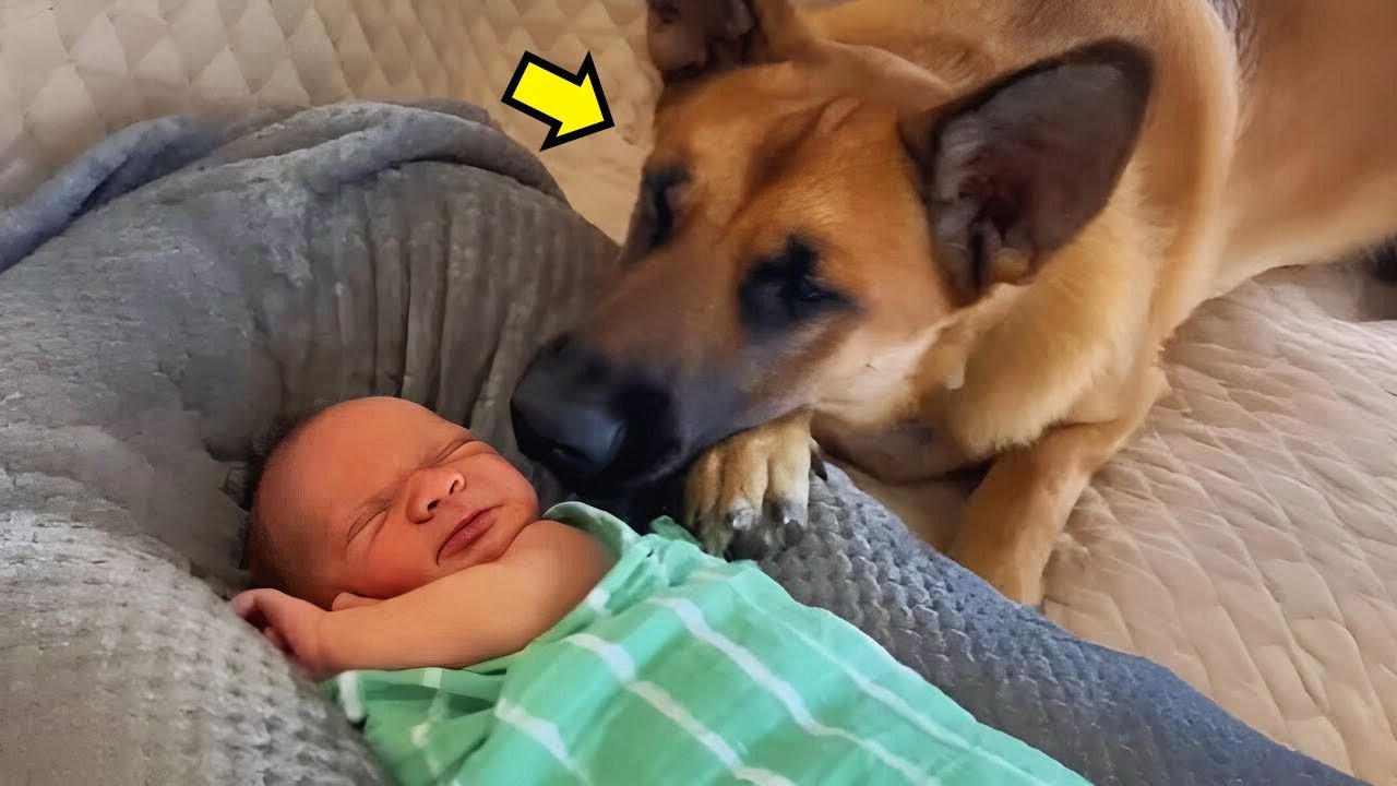 Ce Chien Refuse de Quitter le Bébé - La Raison Va Vous Bouleverser !