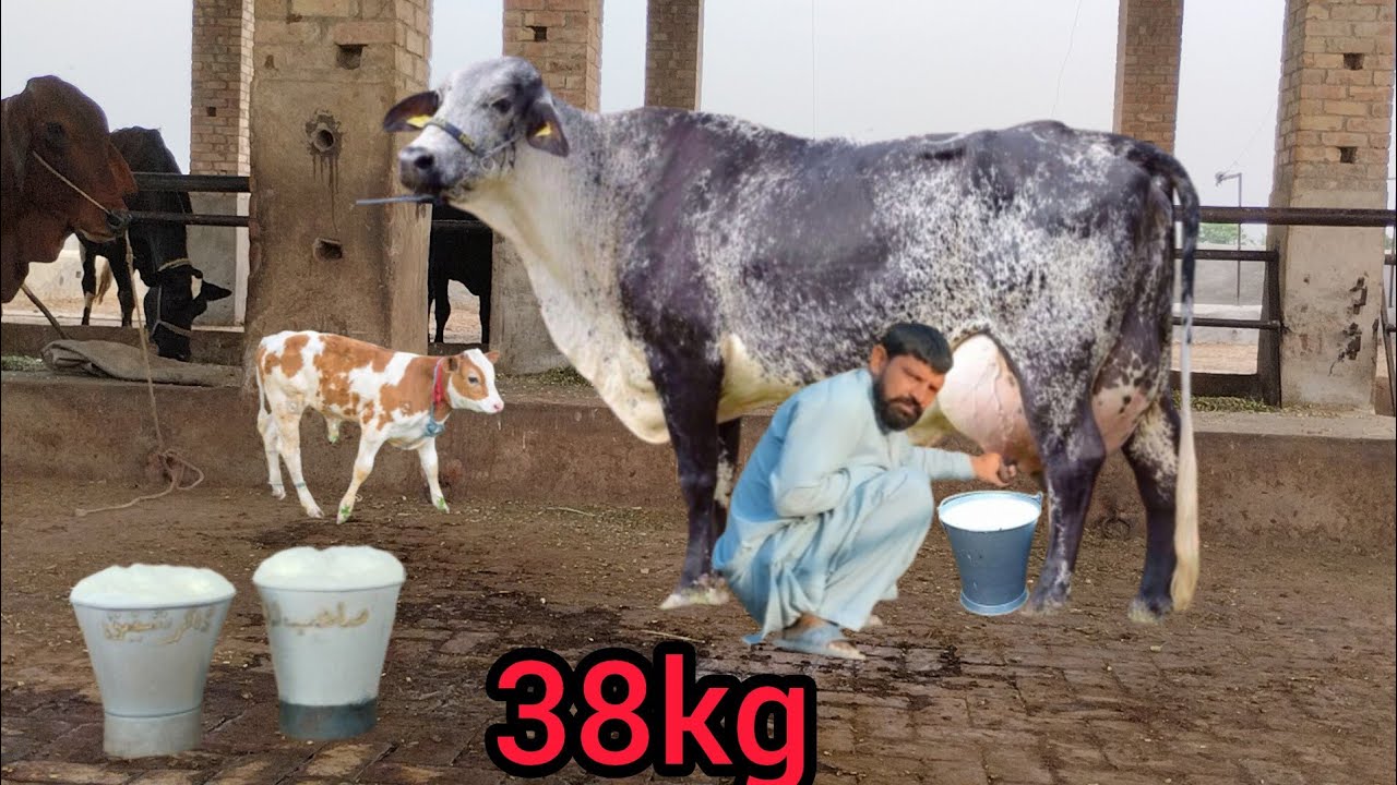 Girlendo cholistani cross cow(03451099392 | Girlendo cow for sale | Girlendo cross cow for sale 