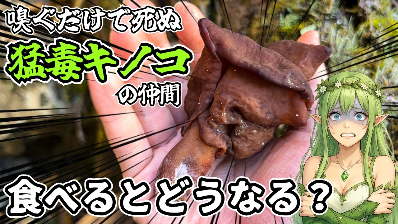 【キケン食材】死亡例のある猛毒キノコの仲間、食べるとどうなる？