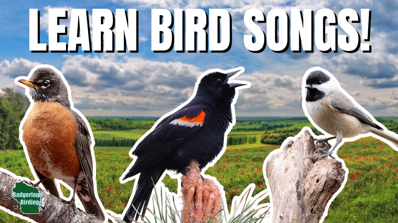 5 SPRING Bird Songs Everyone Should Know!