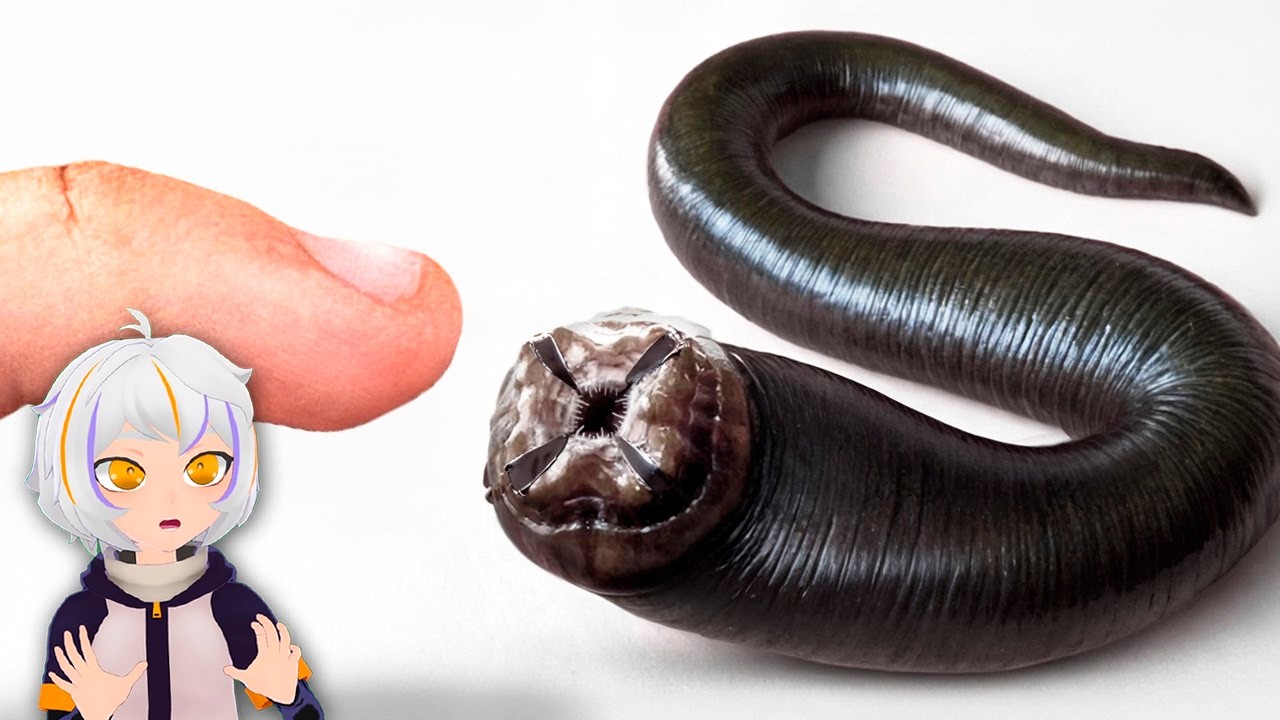 Consegu&iacute; una Sanguijuela de Mascota (s&iacute;, en serio) | ChuyMine REACCIONA a TerraVerde Espa&ntilde;ol