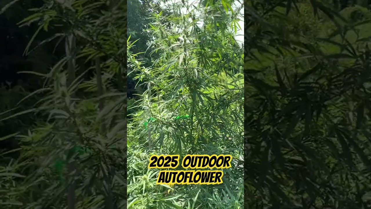 2025 Outdoor Autoflower going WILD‼️ #stlouis #outdoorgrow #outdoorcannabis #autoflower