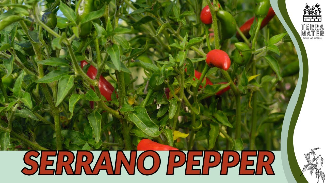 Краткое руководство по выращиванию ПЕРЦА СЕРРАНО (Capsicum annuum): советы по посадке и уходу!