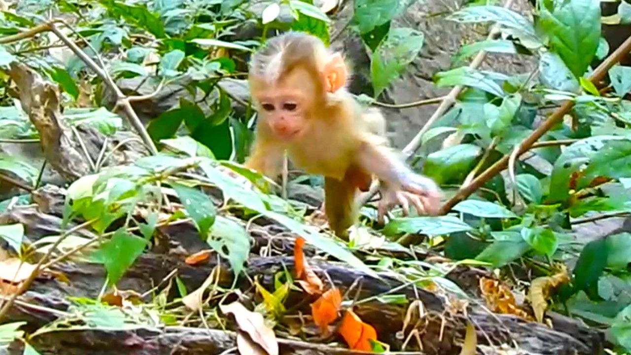 Unbelievable Baby Lucan discovers in the bushes