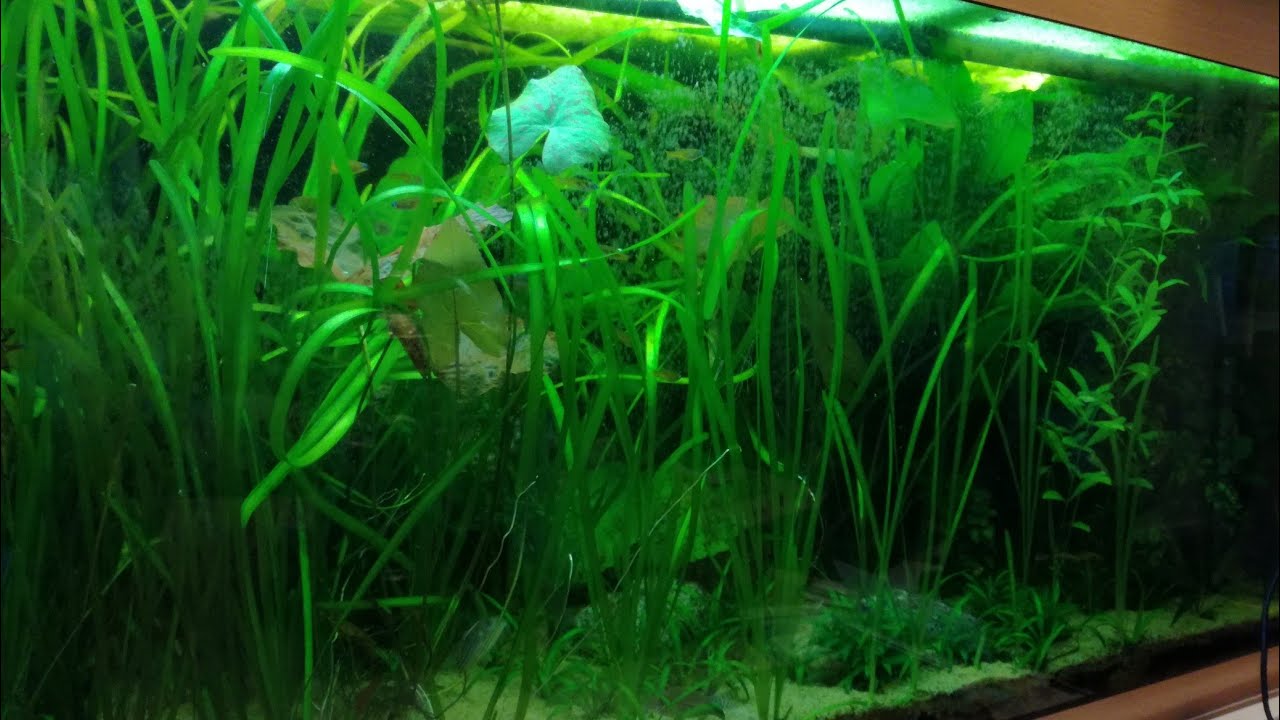 4 weken GEEN waterwissel, wat zijn de gevolgen voor het aquarium?
