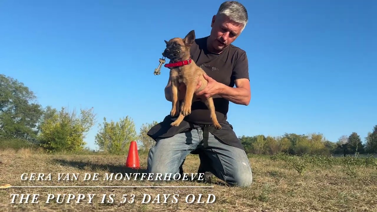 Gera van de Montferhoeve The puppy is 53 days old / part 1