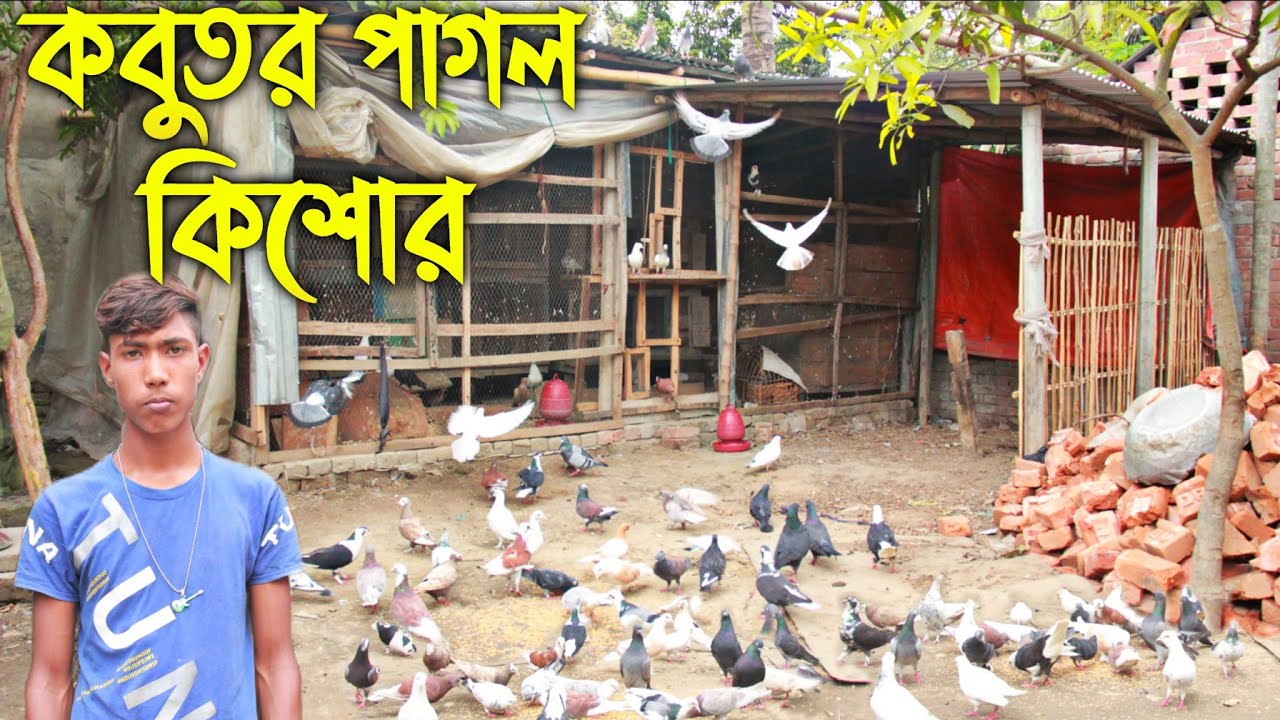 #108 কবুতর প্রেমি কিশোরের সফলতার গোপন তথ্য!! কবুতর পালন করে সফল কিশোর। kobutor palon in bangladesh