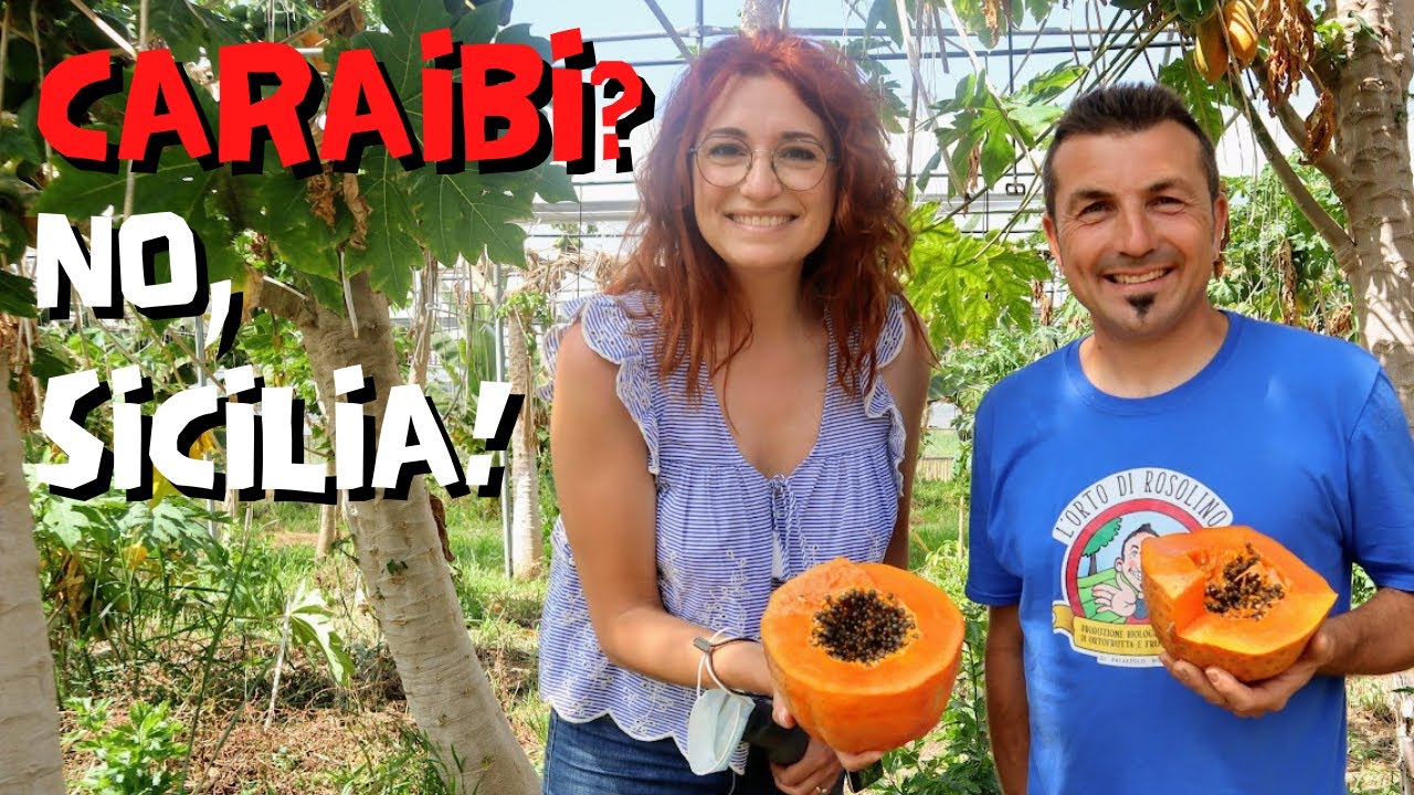 Lo sfincione di Borgo Parrini e la frutta esotica di Rosolino - Viaggio In Sicilia - Ep. 13