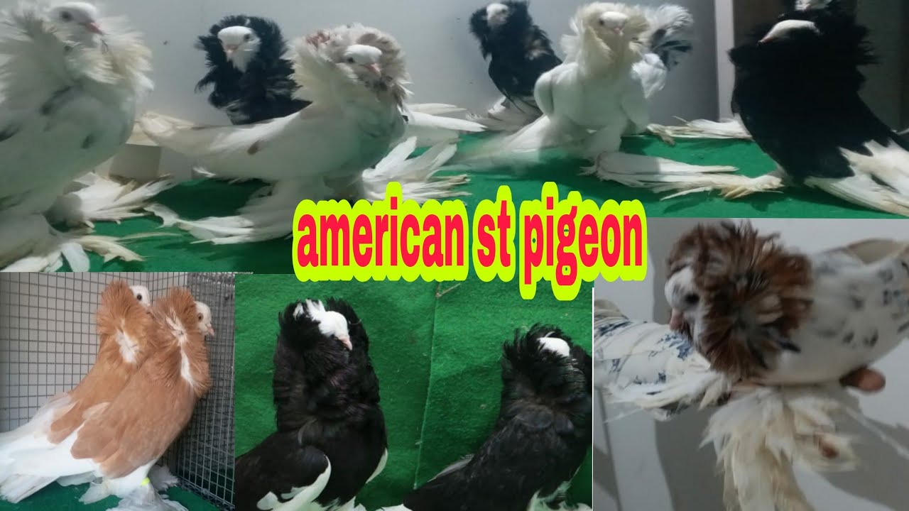 American Saint pigeon All Color top Class quality | MUMBAI FANCY PIGEONS | 25 September 2020 |