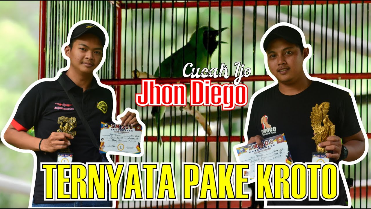 RAHASIA CUCAK IJO JHON DIEGO TAMPIL STABIL - SETTINGAN KROTO UNTUK CUCAK IJO BOLANG TEAM By HoBi ID