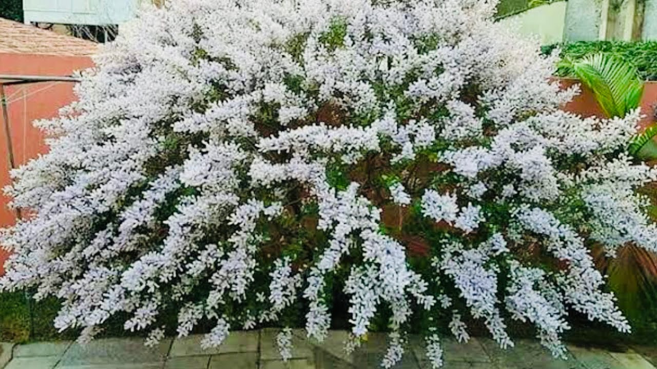FALSA MIRRA (TETRADENIA RIPARA) BELEZA E MEDICINA EM UMA SÓ PLANTA