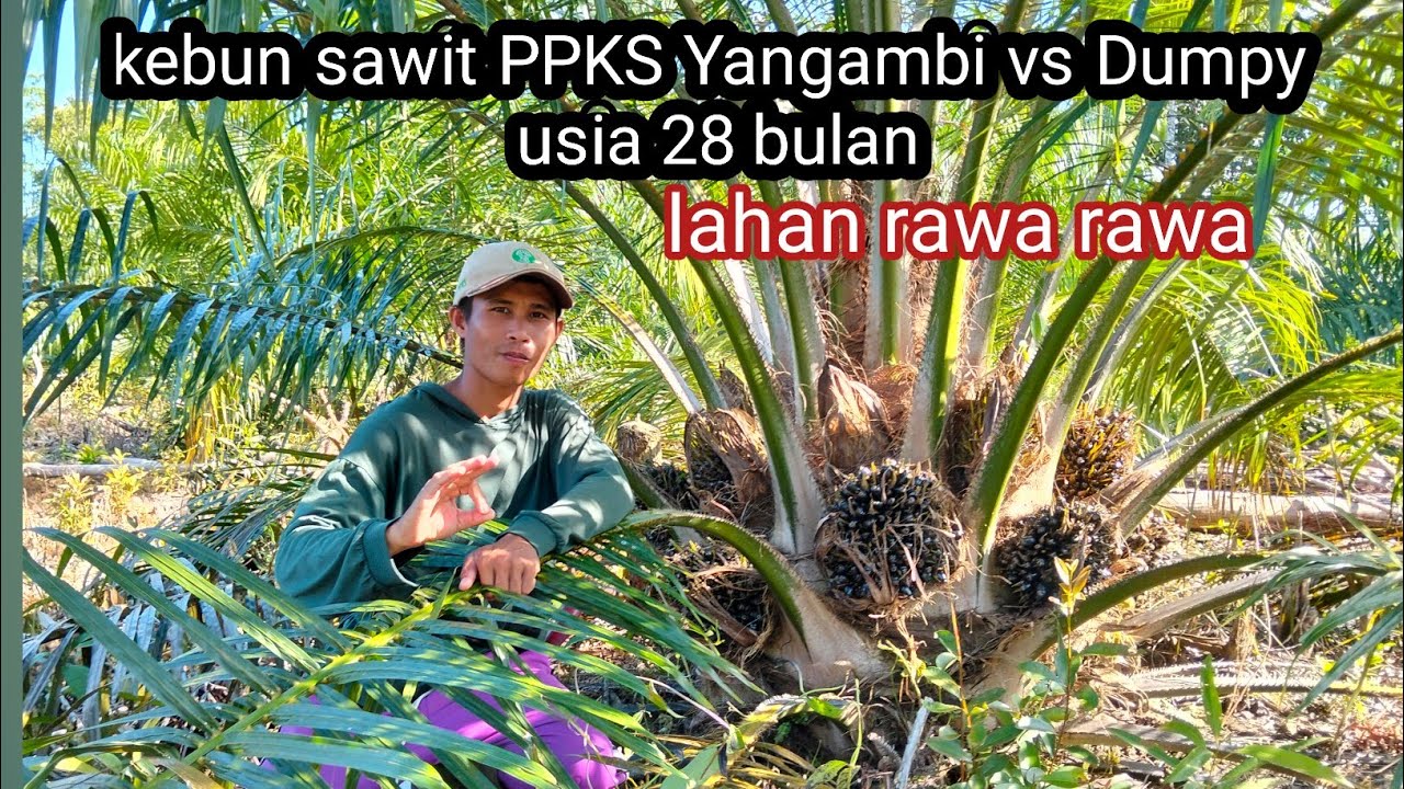 kebun sawit Yangambi vs dumpy