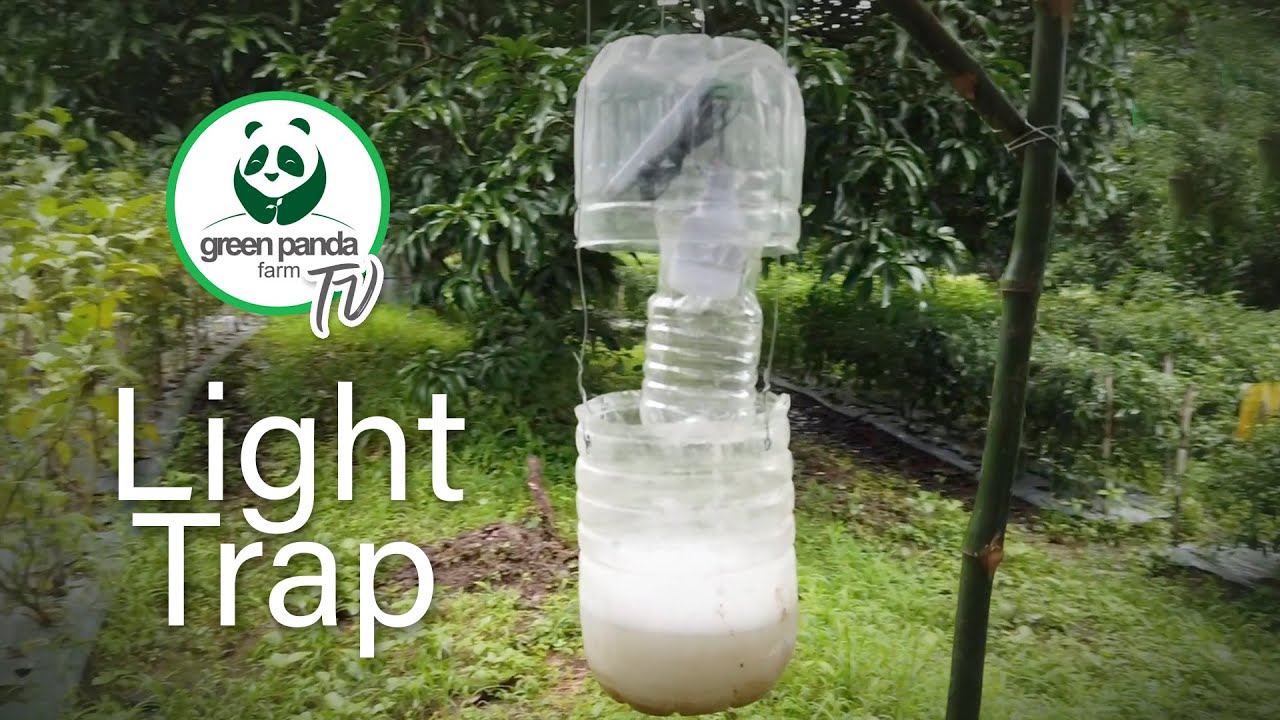How We Made an Easy DIY Insect Light Trap for our Farm