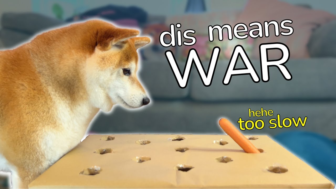 Pies reaguje na wyzwanie kiełbasy z kiełbasą hot dog