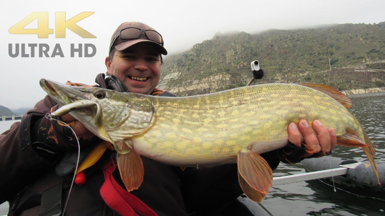 Pesca aos grandes Lucios Portugueses (4K ULTRA HD)