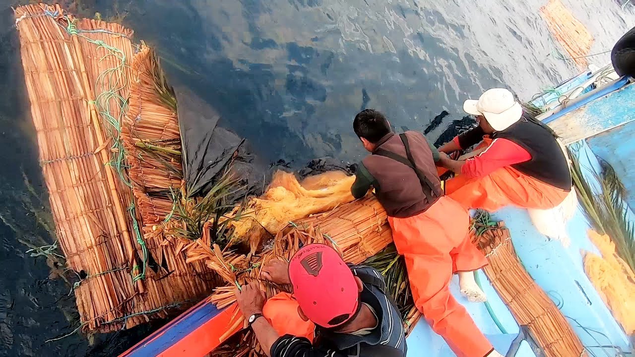 ASOMBROSA Extracción de CauCau HUEVOS de PECES Lisas Voladoras