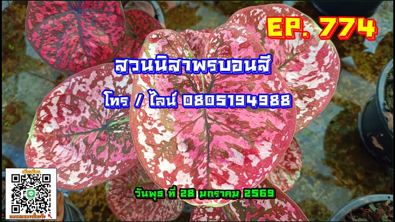 👉คลิปใหม่👈🟢 สวนนิสาพรบอนสี EP 774 🟢 แบ่งปันบอนสีสวยๆ 28 ม.ค. 69 โทร / ไลน์ 0805194988