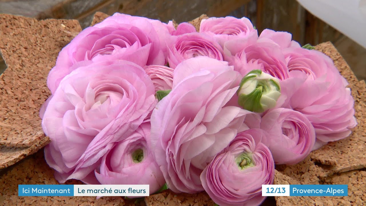 Le Var est le 1er marché producteur de fleurs coupées de France