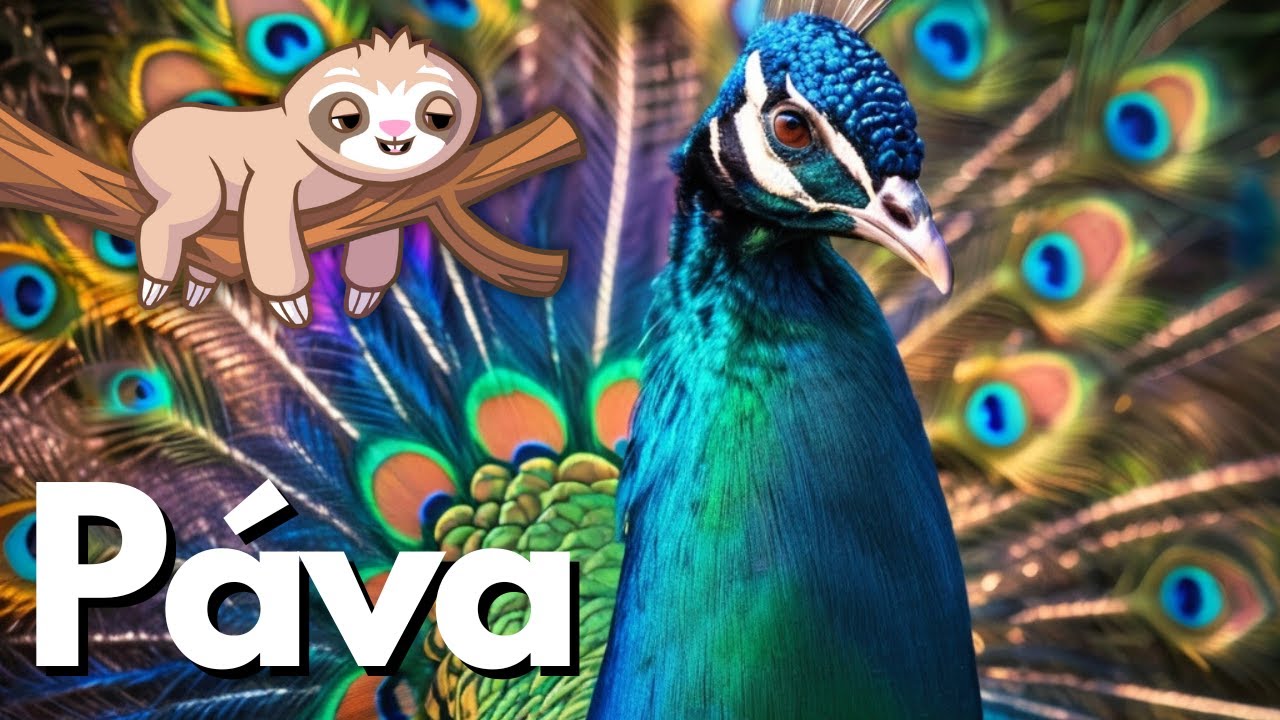 A Páva  | Állatok gyerekeknek | Ismeretterjesztő videó | Állatok világa