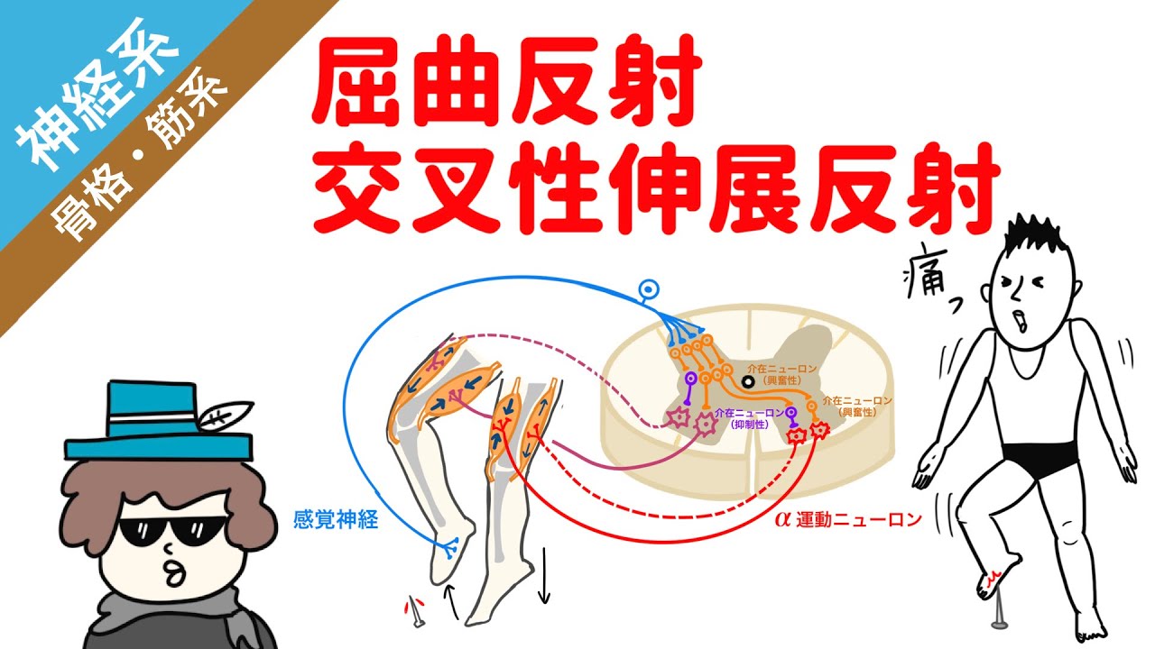 【神経系】屈曲反射と交叉性伸展反射