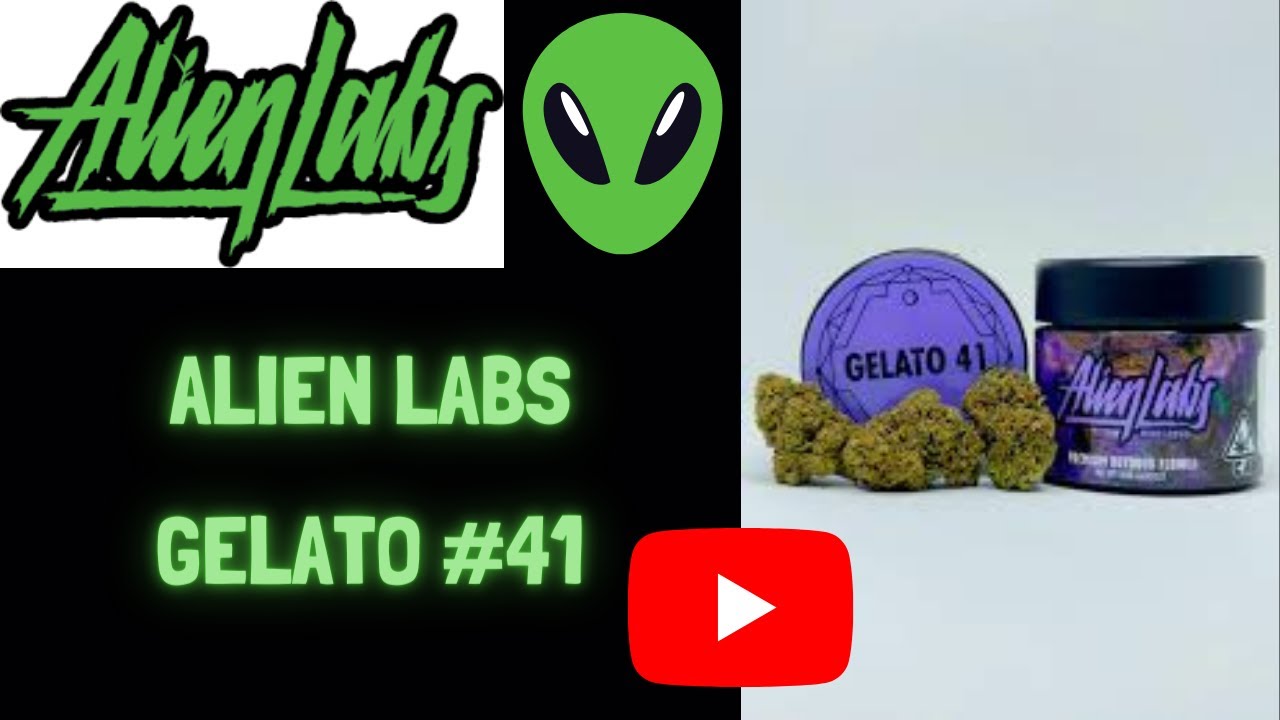 Alien 👽 Labs 🧪- Gelato 🍧 #41 (Sunset 🌅  Sherbert x Thin Mint GSC) 1st place cannabis cup winner