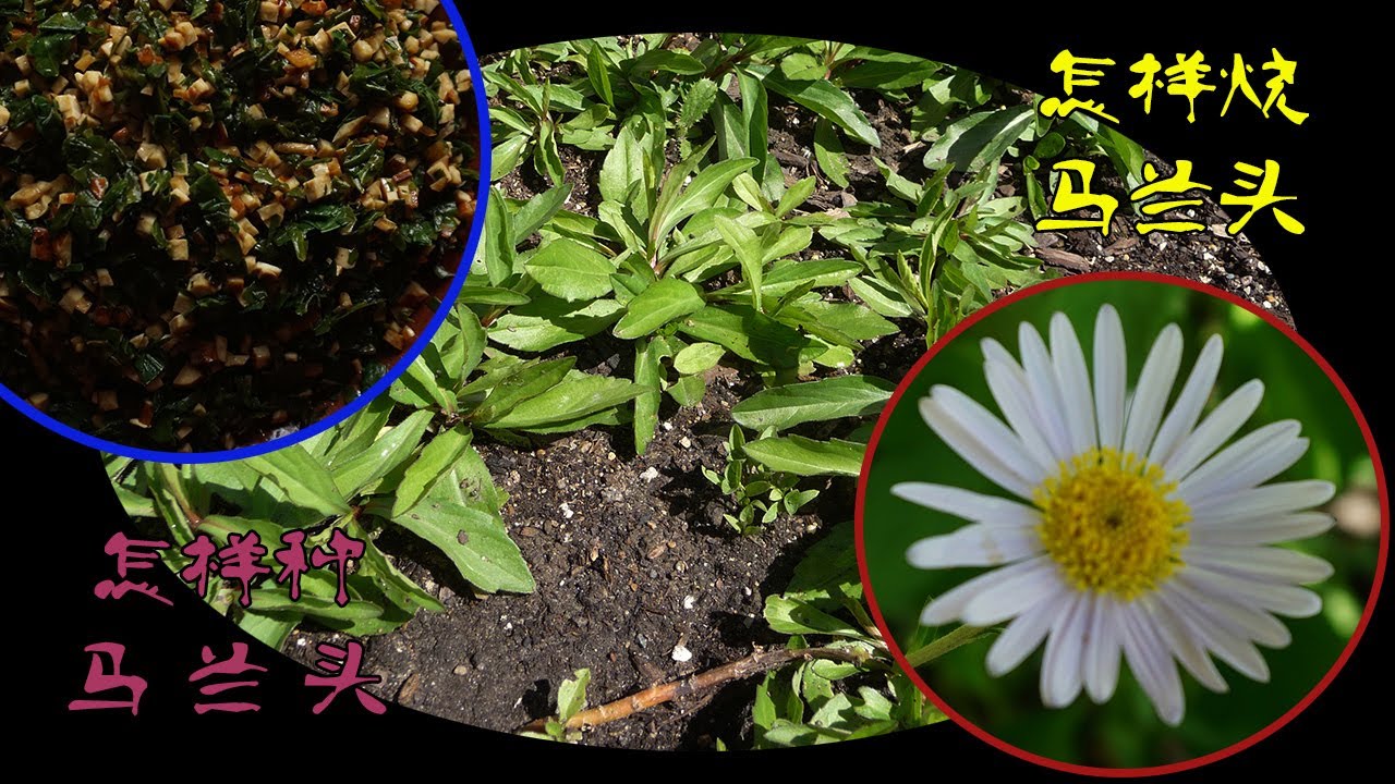 怎样种马兰头,  How to grow Indian aster, 怎样烧香干马兰头 , How to cook