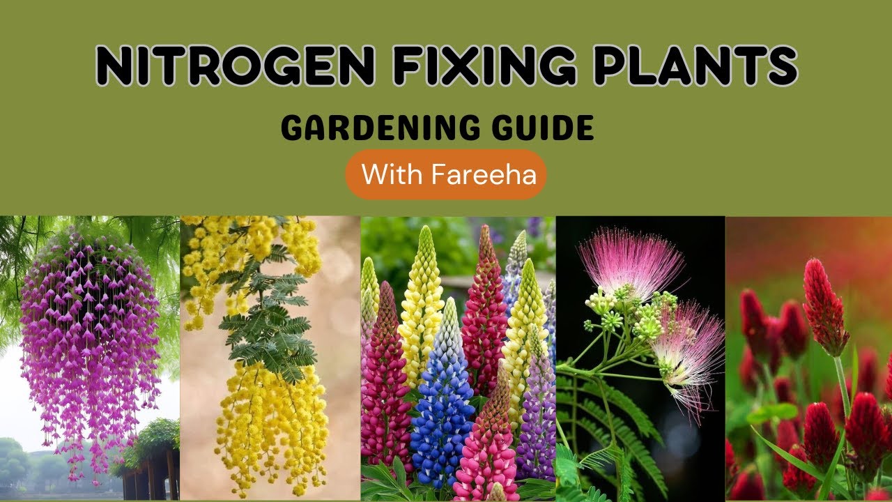 10 Plants That Add Nitrogen to Soil /Nitrogen Fixing Plants/How to Add Nitrogen to Soil/LandOfIdeas