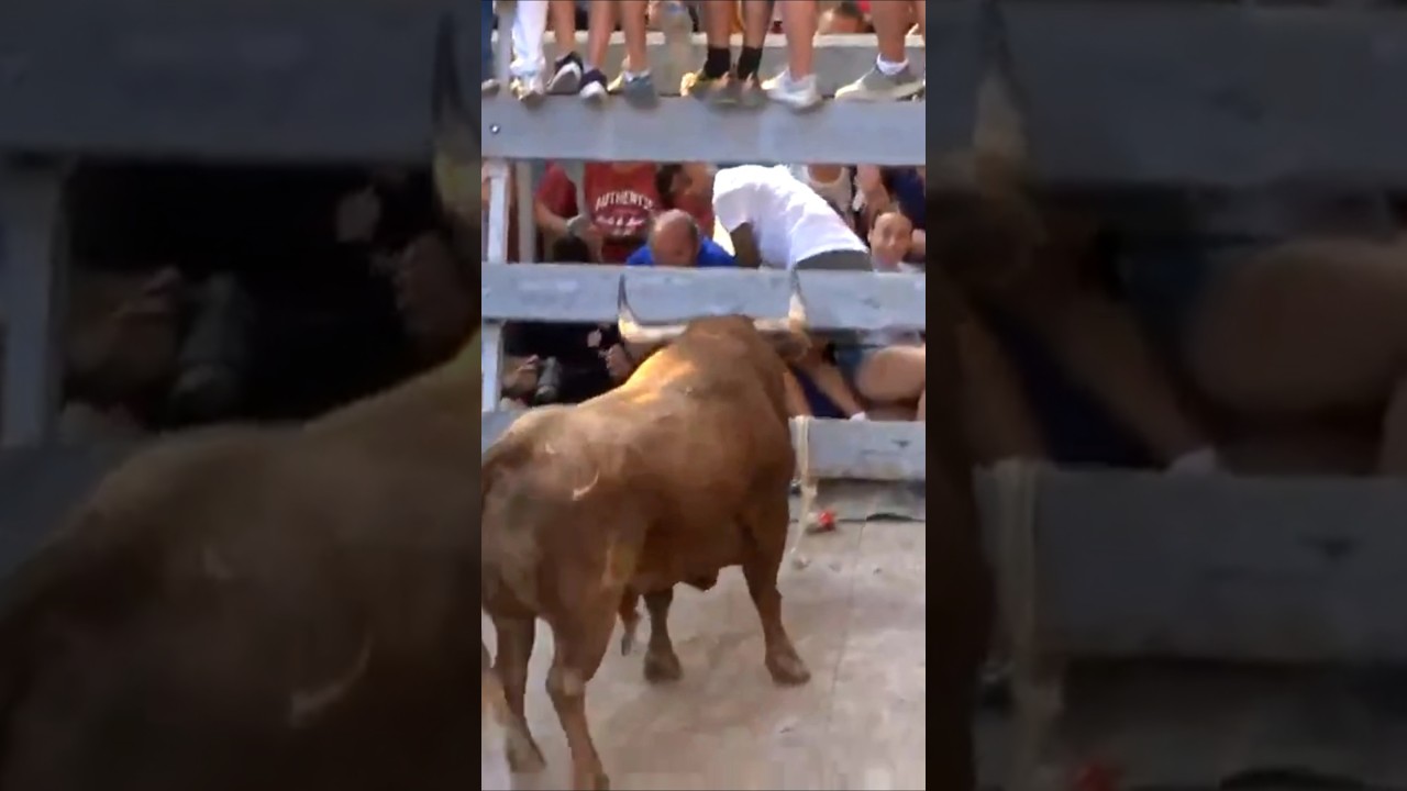 #e #toro #tradicion #viral #toros tv #toros #bull moreta