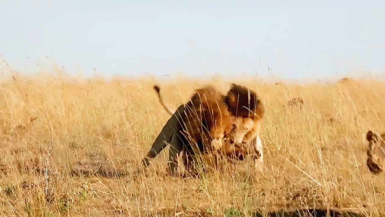 Tug of War between Huge Male Lions | Bilashaka Males | Masaimara | 25 February 2025