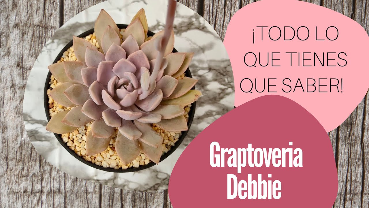 Graptoveria Debbie 🌸 | Cuidados y propagación | @distritoecheveria
