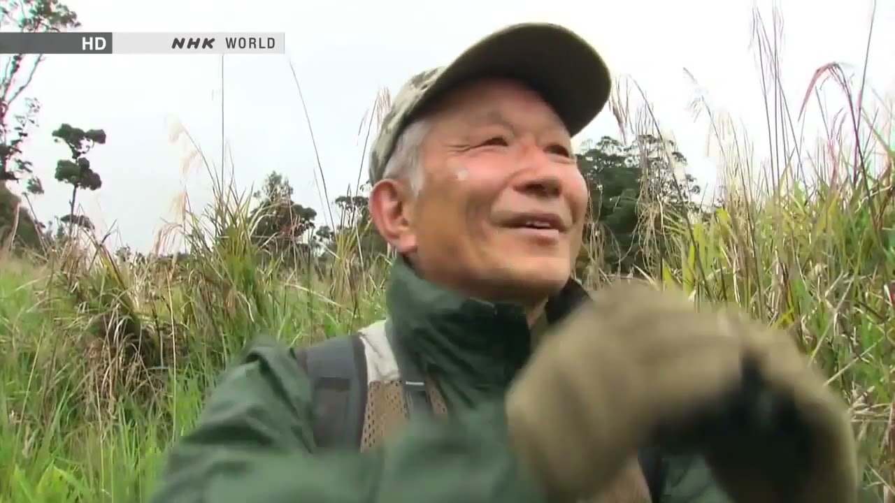 Birds of Paradise  Animal Planet