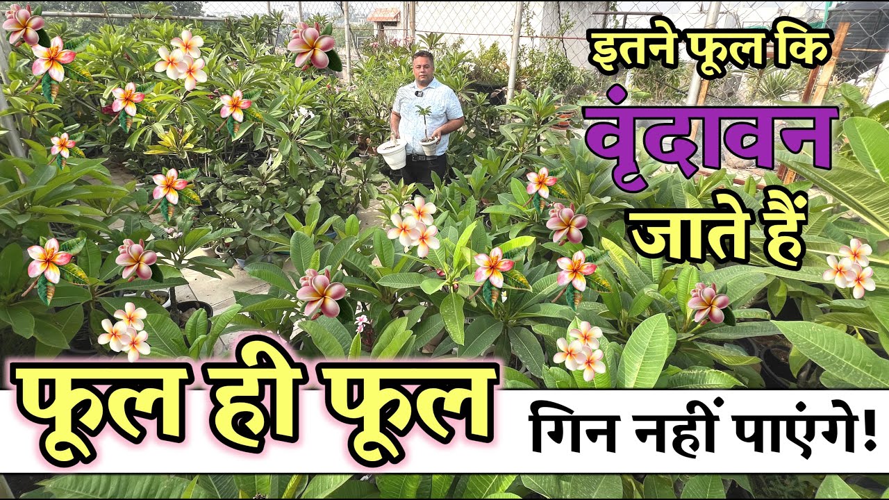 300+ Plumeria in One Roof / Terrace Garden – फूल इतने कि Vrindavan जाना पड़ा! देखिए ये Green Heaven!