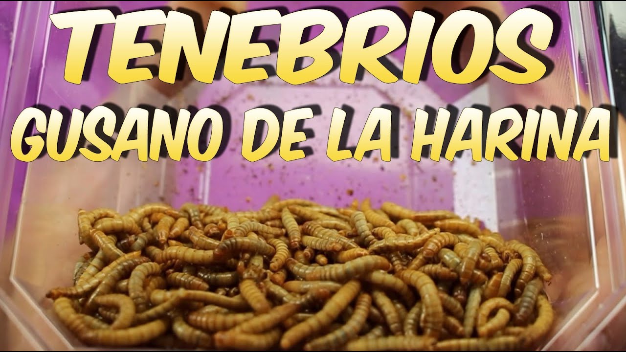 Cómo criar tenebrios - gusano de la harina