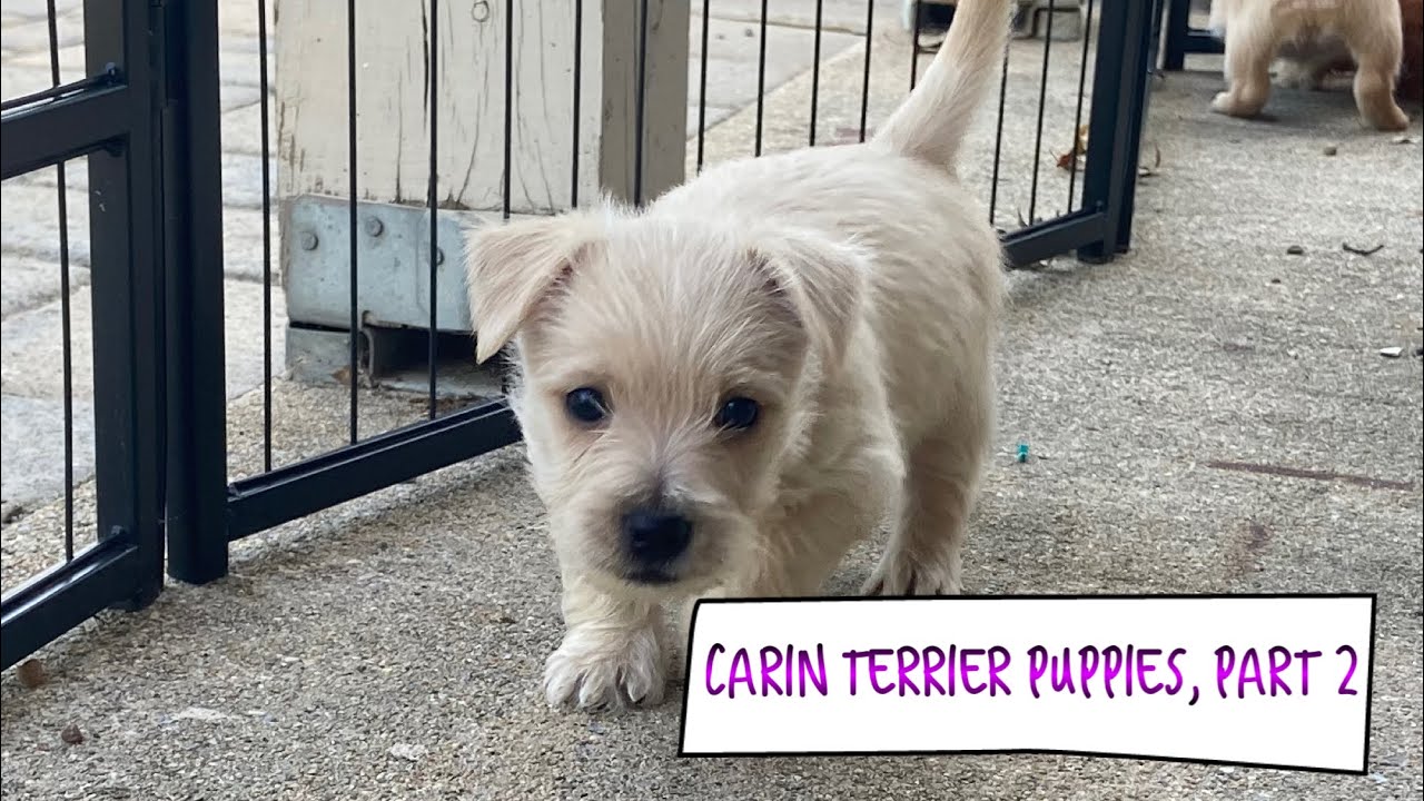 Cairn terrier puppies, Part 2 #cairnterrier