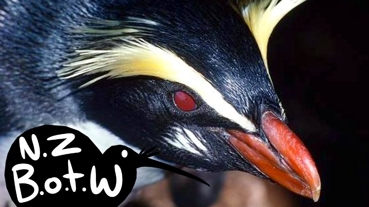 Fiordland crested penguin - New Zealand Bird of the Week