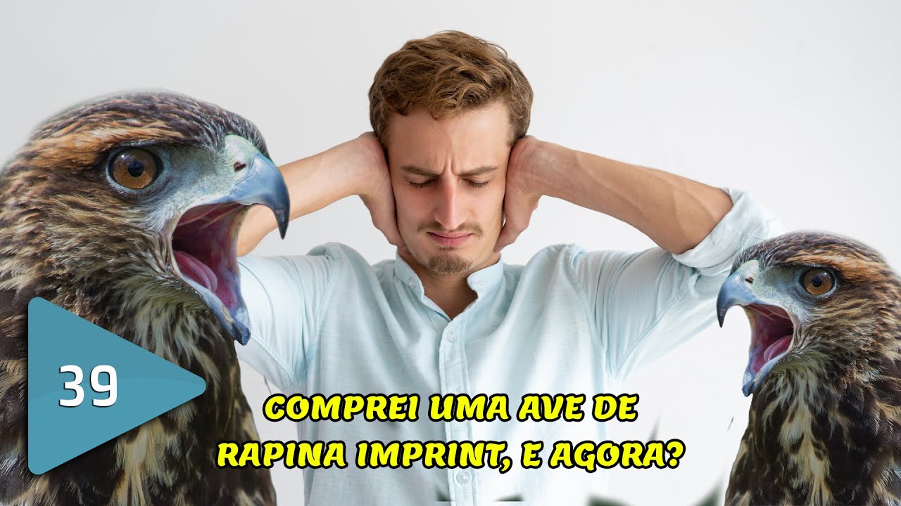 #039 - Comprei uma Ave de Rapina Imprint, e Agora?