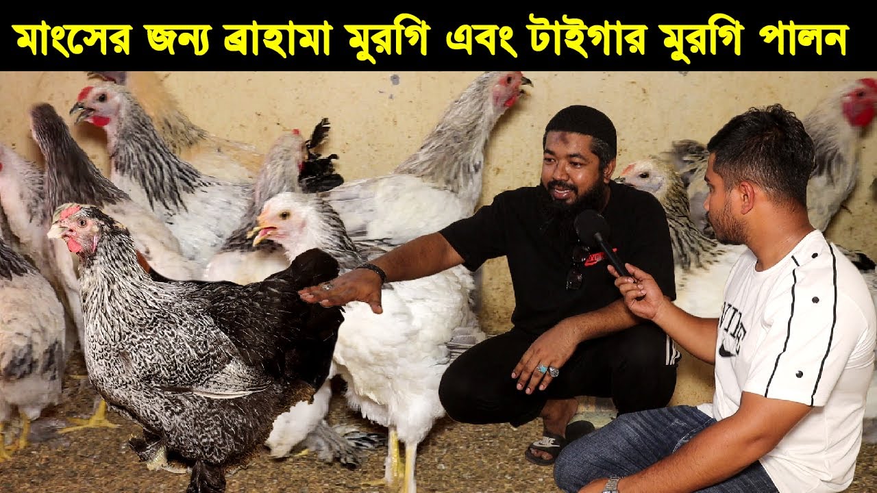 রুমের ভিতরে টাইগার মুরগি, ব্রাহামা মুরগি এবং কোয়েল পাখির সম্বিত খামার করে সফল নারায়নগঞ্জের টিটু।