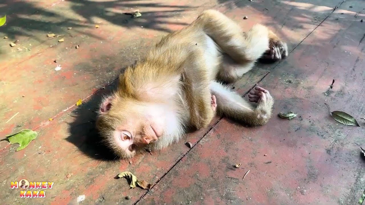 It seems like Monkey Kaka is tired and bored living here.
