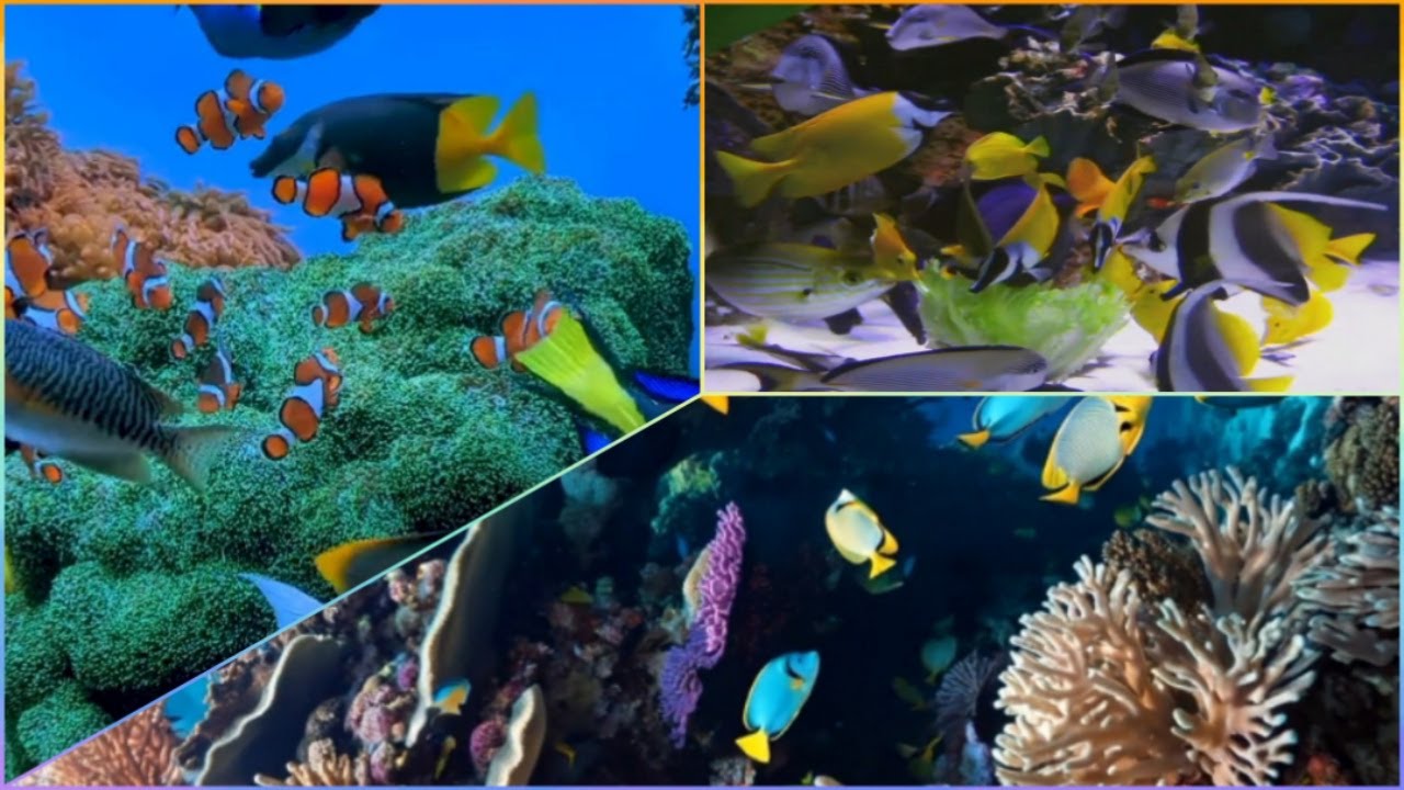 Aquarium