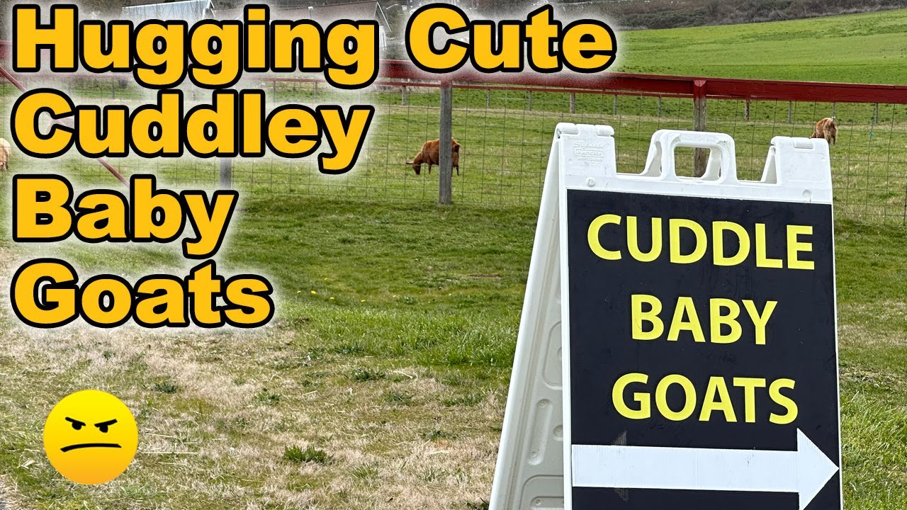 Hugging Cute Cuddly Baby Farm Goats