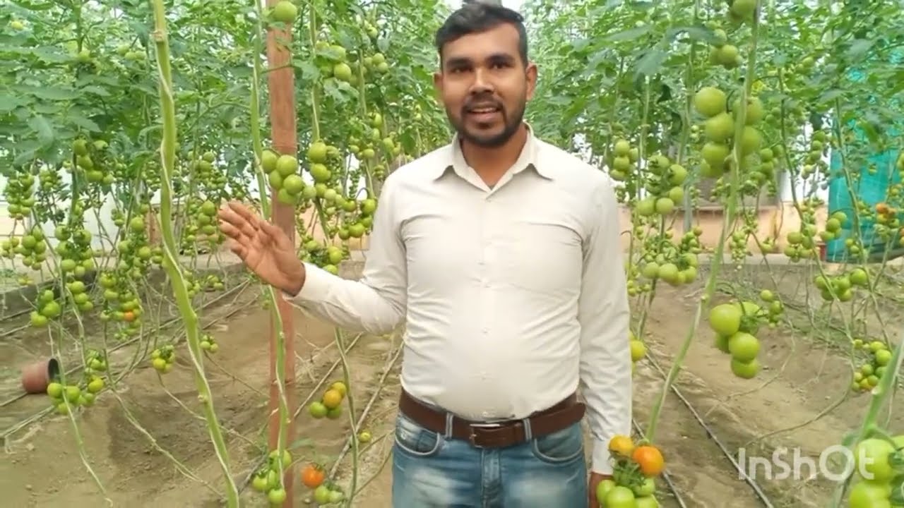 Tomato 🍅  farming (Poly house me tamatar ki kheti)