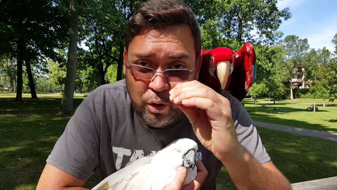 le Perroquet et la notion du temps - The Parrot and the sense of time