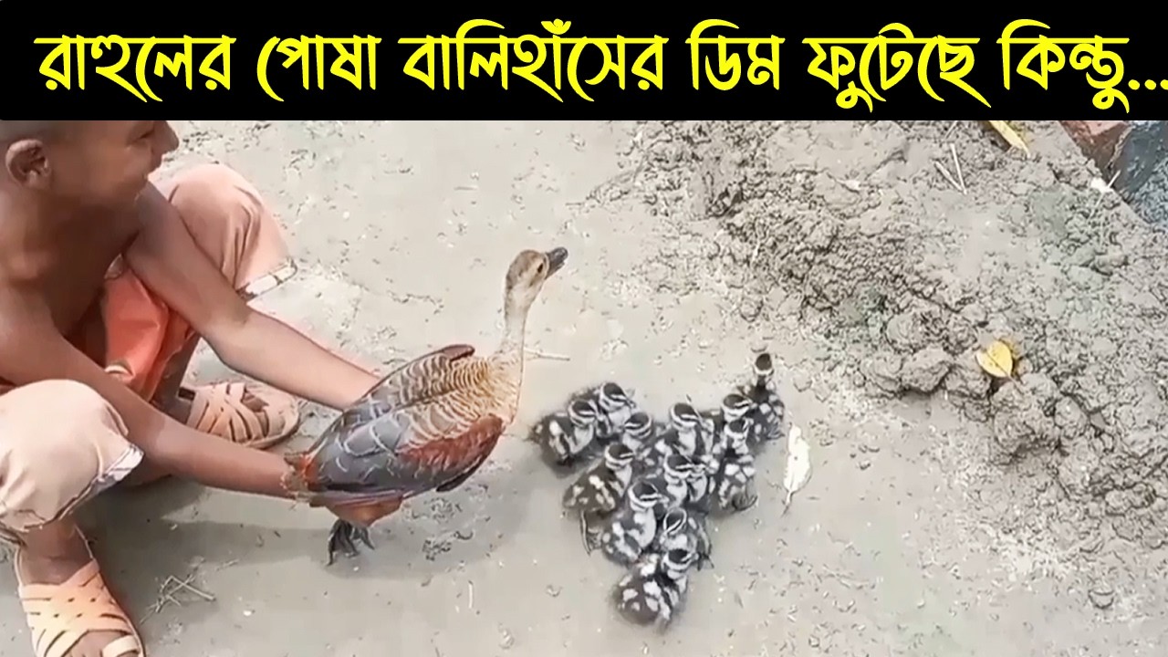 রাহুলের পোষা বালিহাঁসের জীবনী | Bird Story-240 | The life story of Lesser Whistling Duck | E11