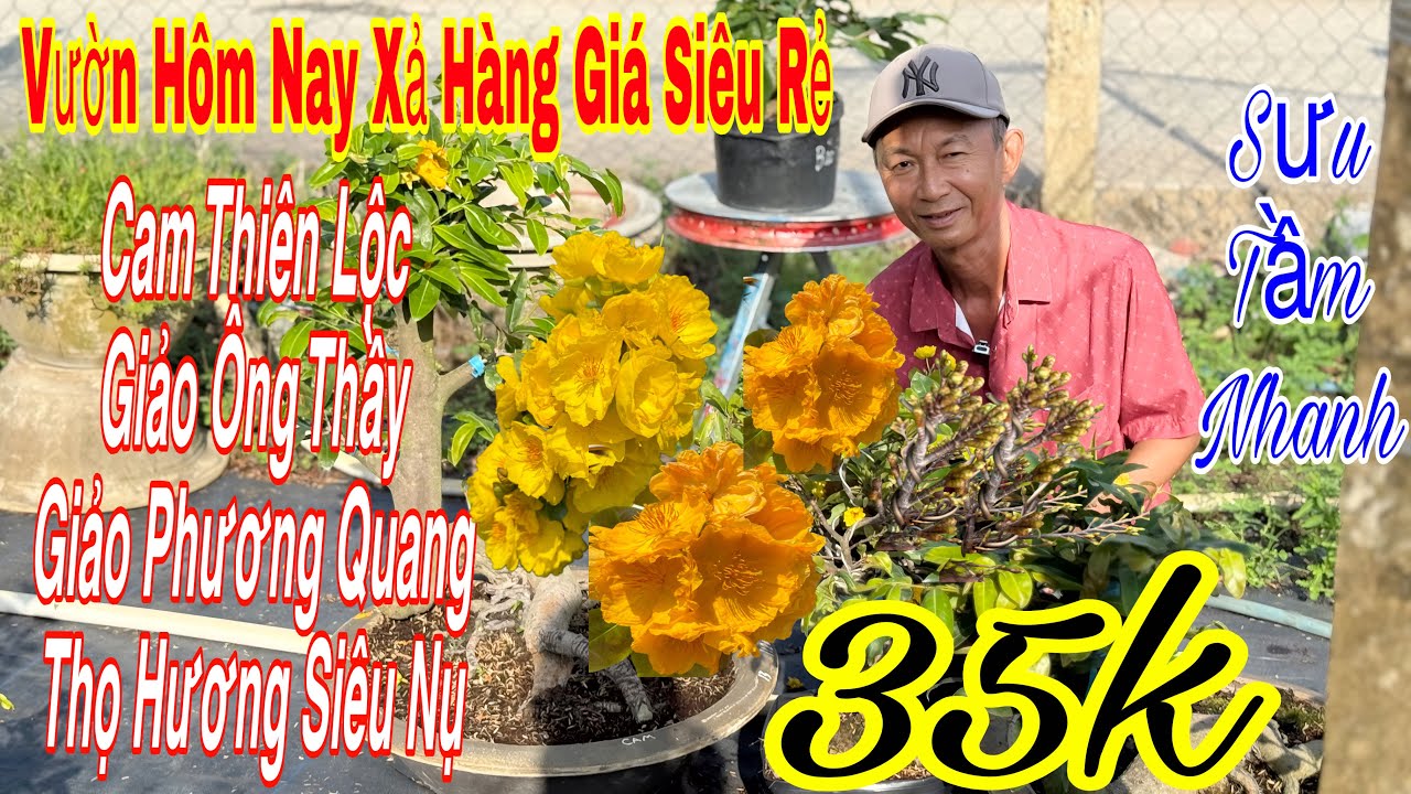 16/3 Vườn giao lưu mai vàng giá siêu rẻ💥35k🌲nhiều giống mới rất hot và nhiều mã  Số🌲🌲🌲☎️ 0775739717