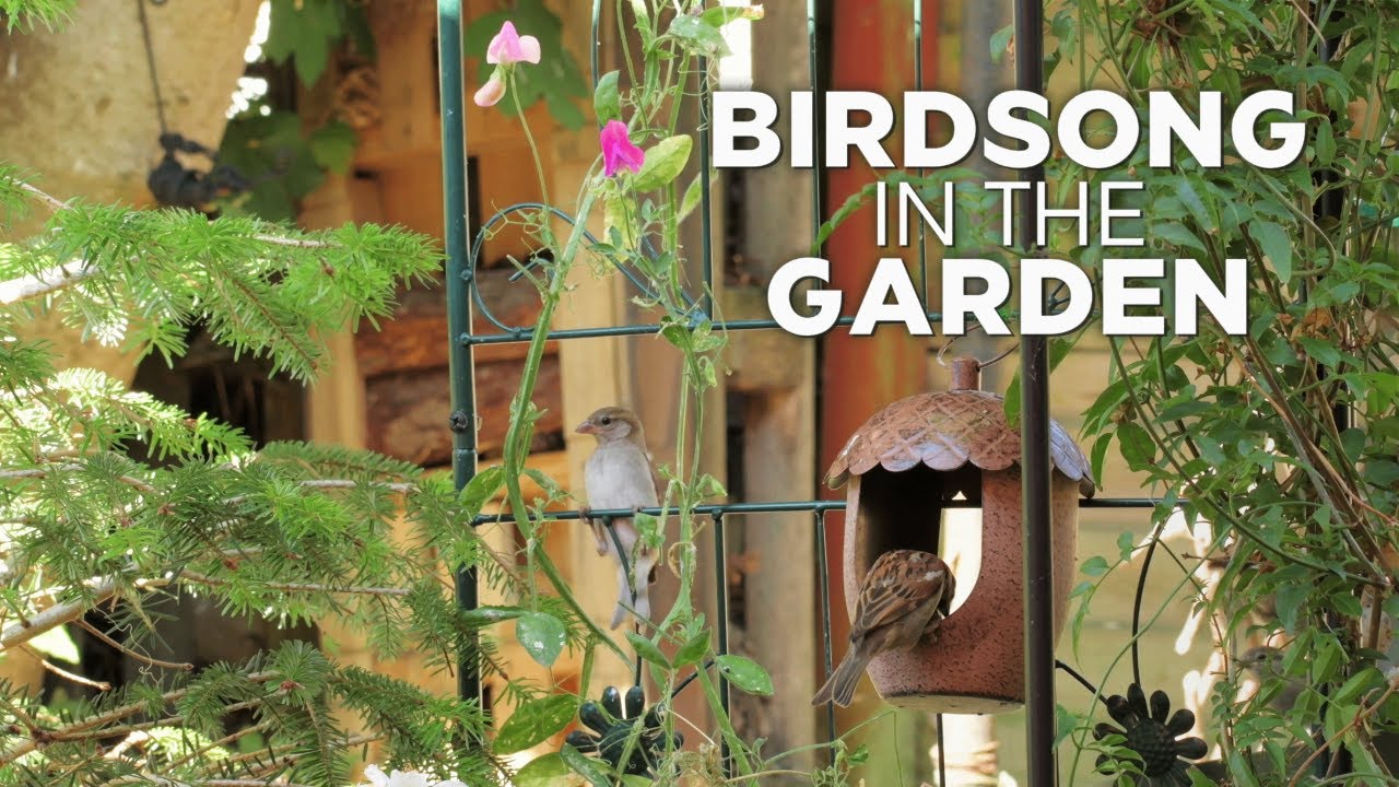 Watching the birds in our little Welsh garden