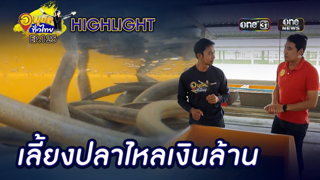 เลี้ยงปลาไหลน้ำใสเงินล้าน จ.ราชบุรี | Highlight | อนุวัตทั่วไทย | EP 125 | one31